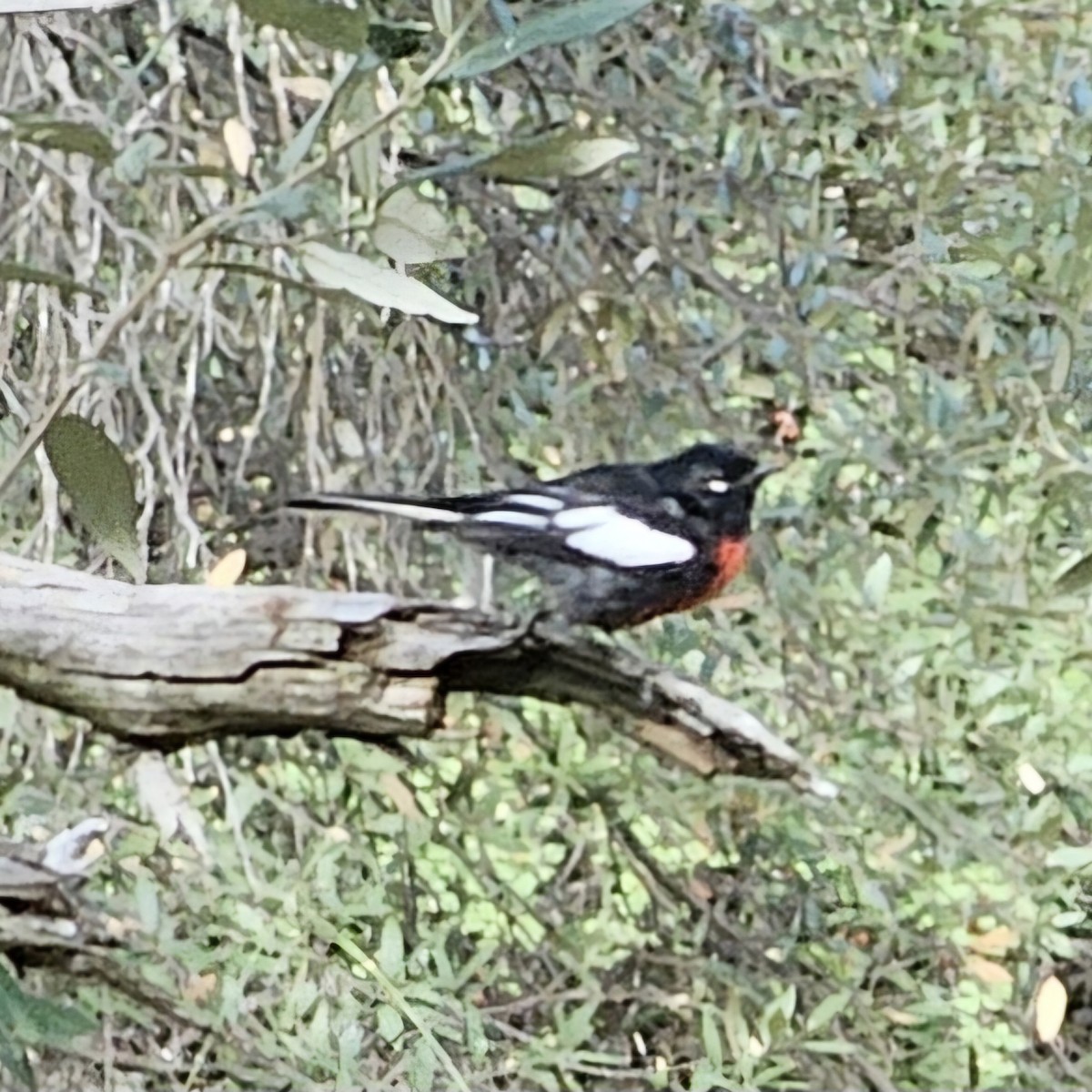 Painted Redstart - ML623221694