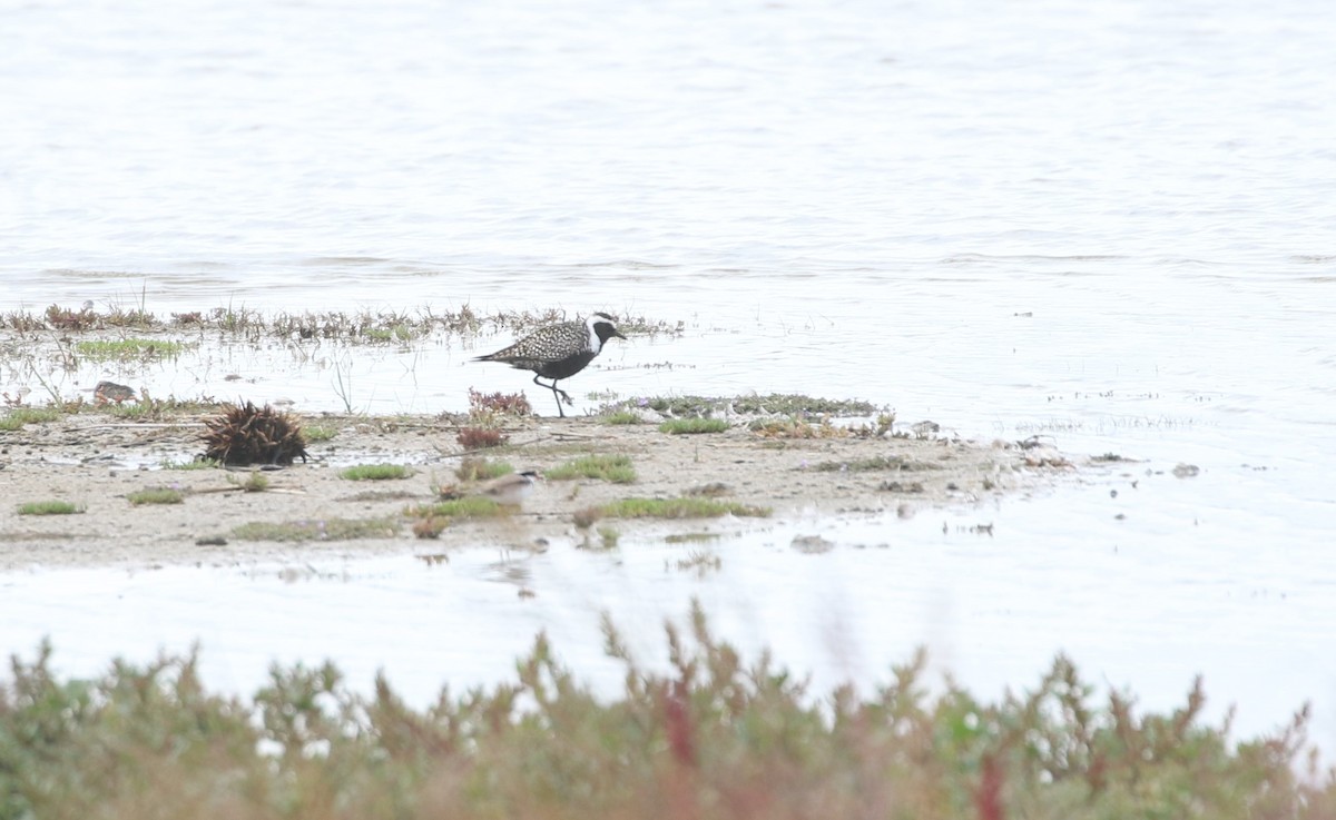 American Golden-Plover - ML623221695