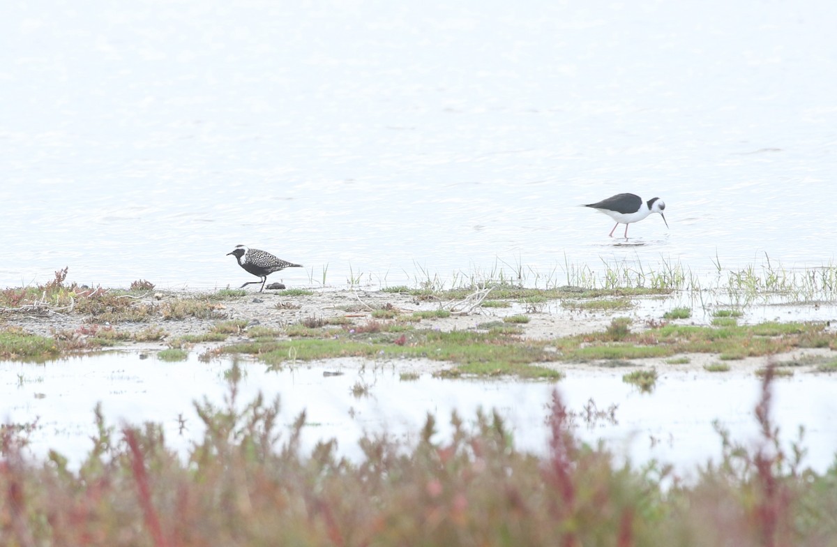 American Golden-Plover - ML623221696