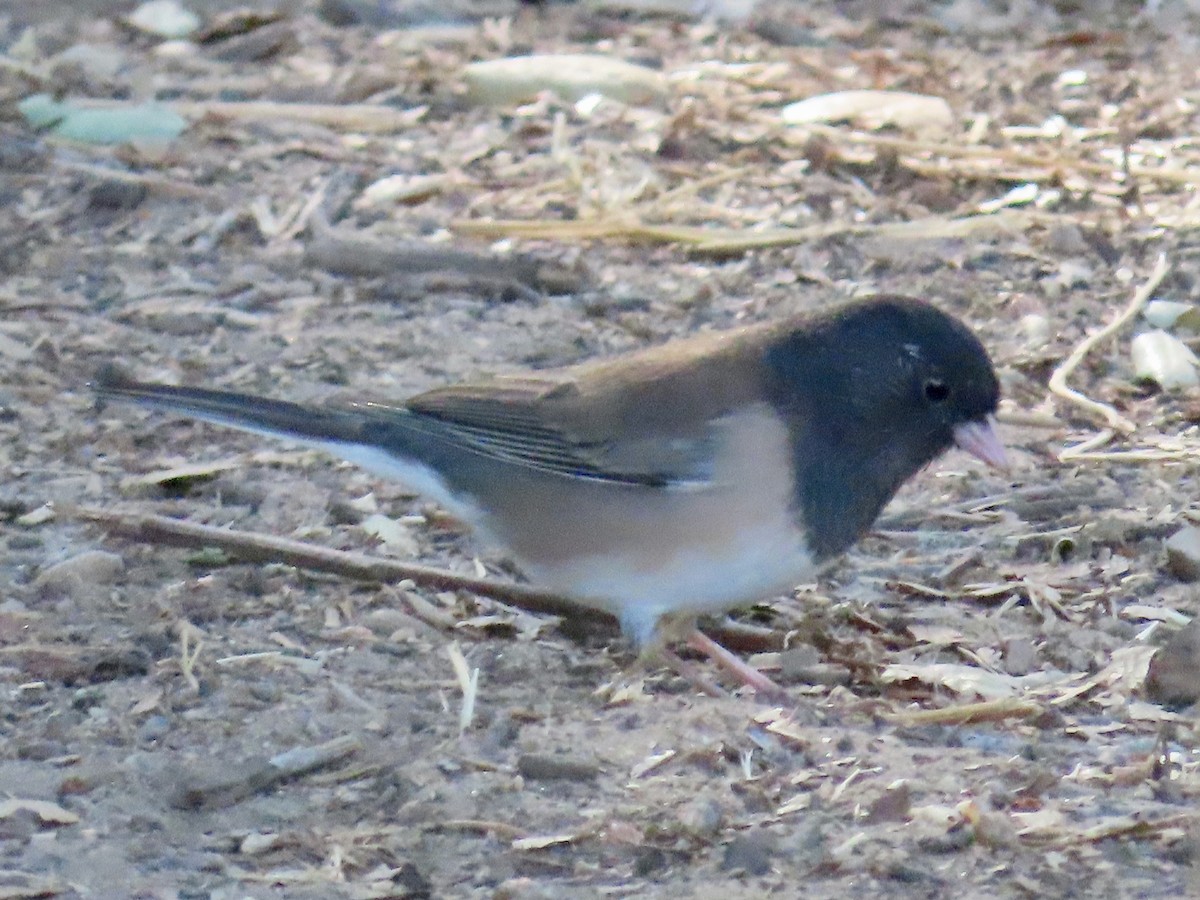 Dark-eyed Junco - ML623221706