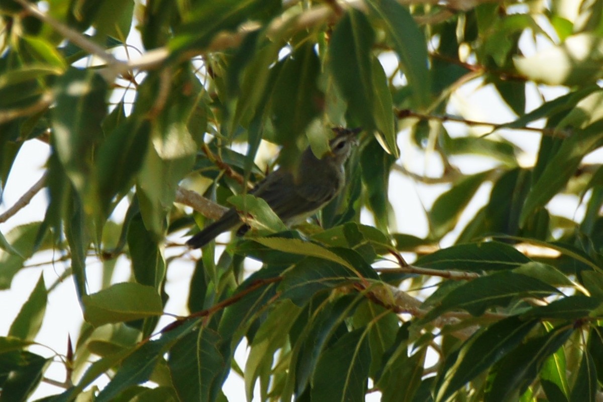 Warbling Vireo - B E