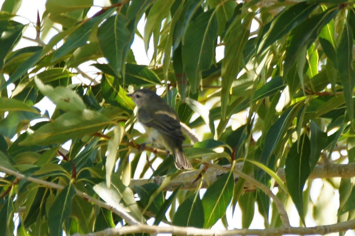 Warbling Vireo - ML623221779