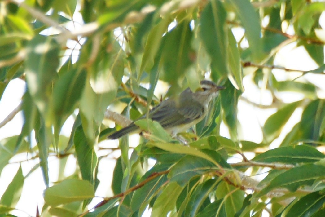 Warbling Vireo - ML623221780