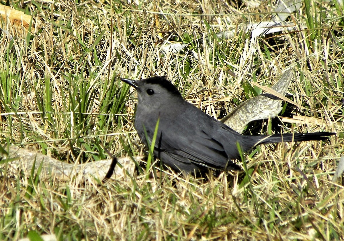 Pájaro Gato Gris - ML623221800