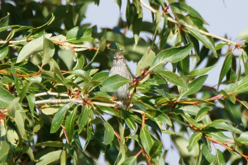 Lincoln's Sparrow - ML623221803