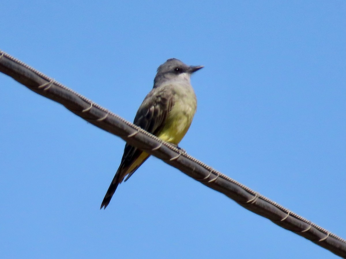 Cassin's Kingbird - ML623221862