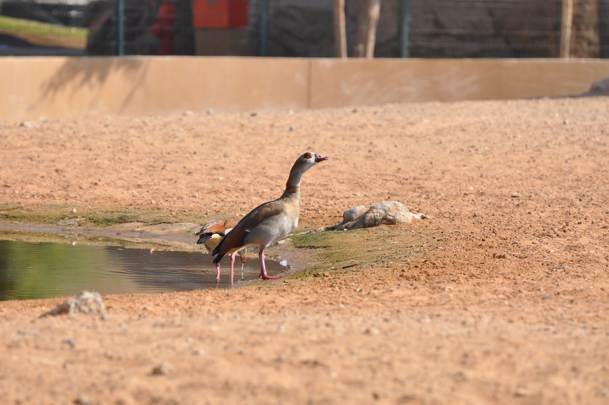 Egyptian Goose - ML623221871