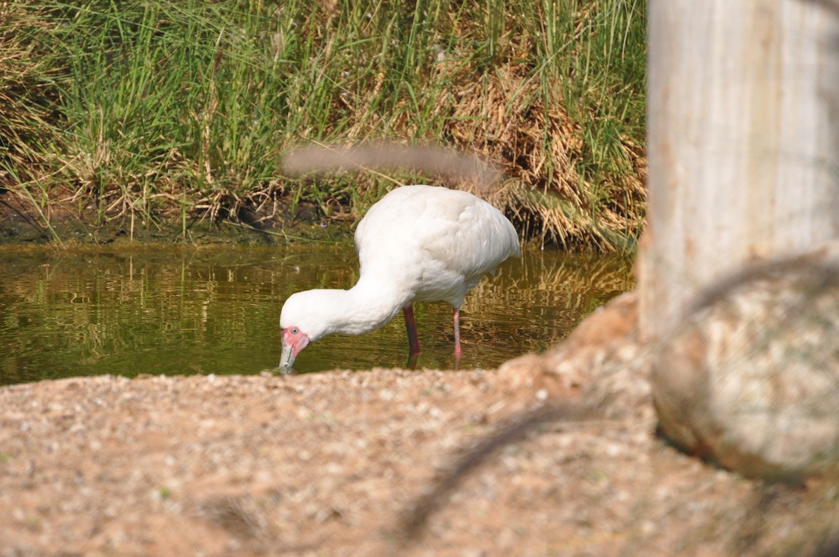 Eurasian Spoonbill - ML623221882