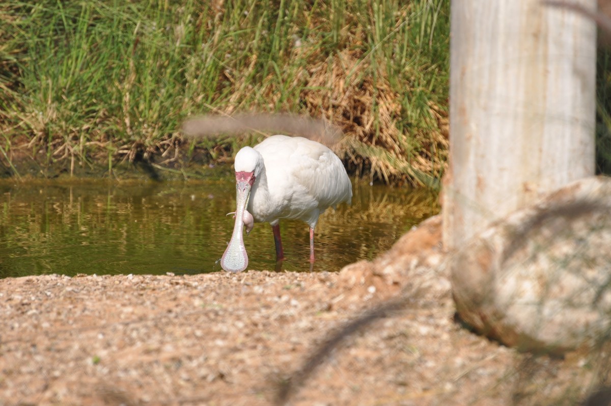 Eurasian Spoonbill - ML623221883
