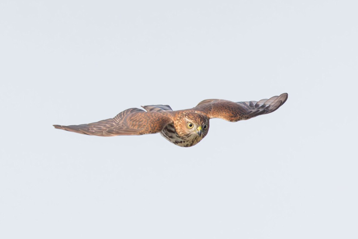 Sharp-shinned Hawk - ML623221892