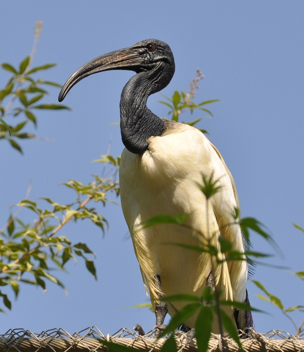 African Sacred Ibis - ML623221905