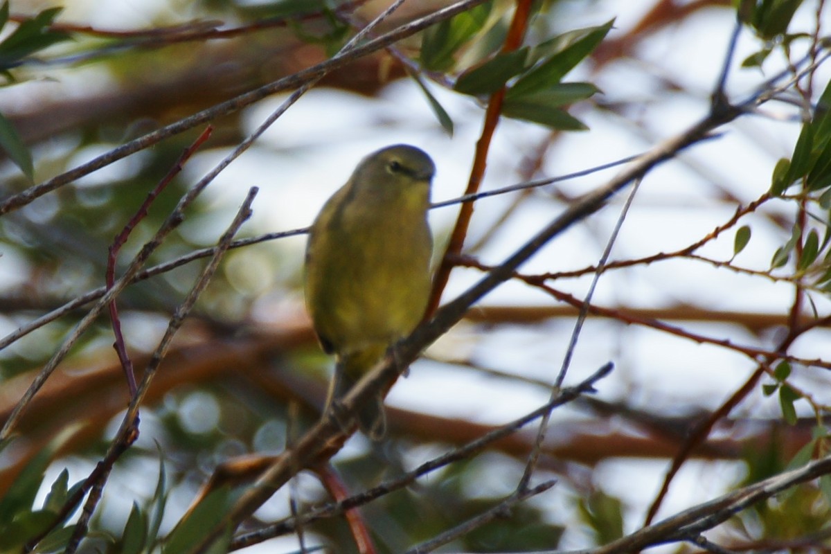 Orange-crowned Warbler - ML623221911