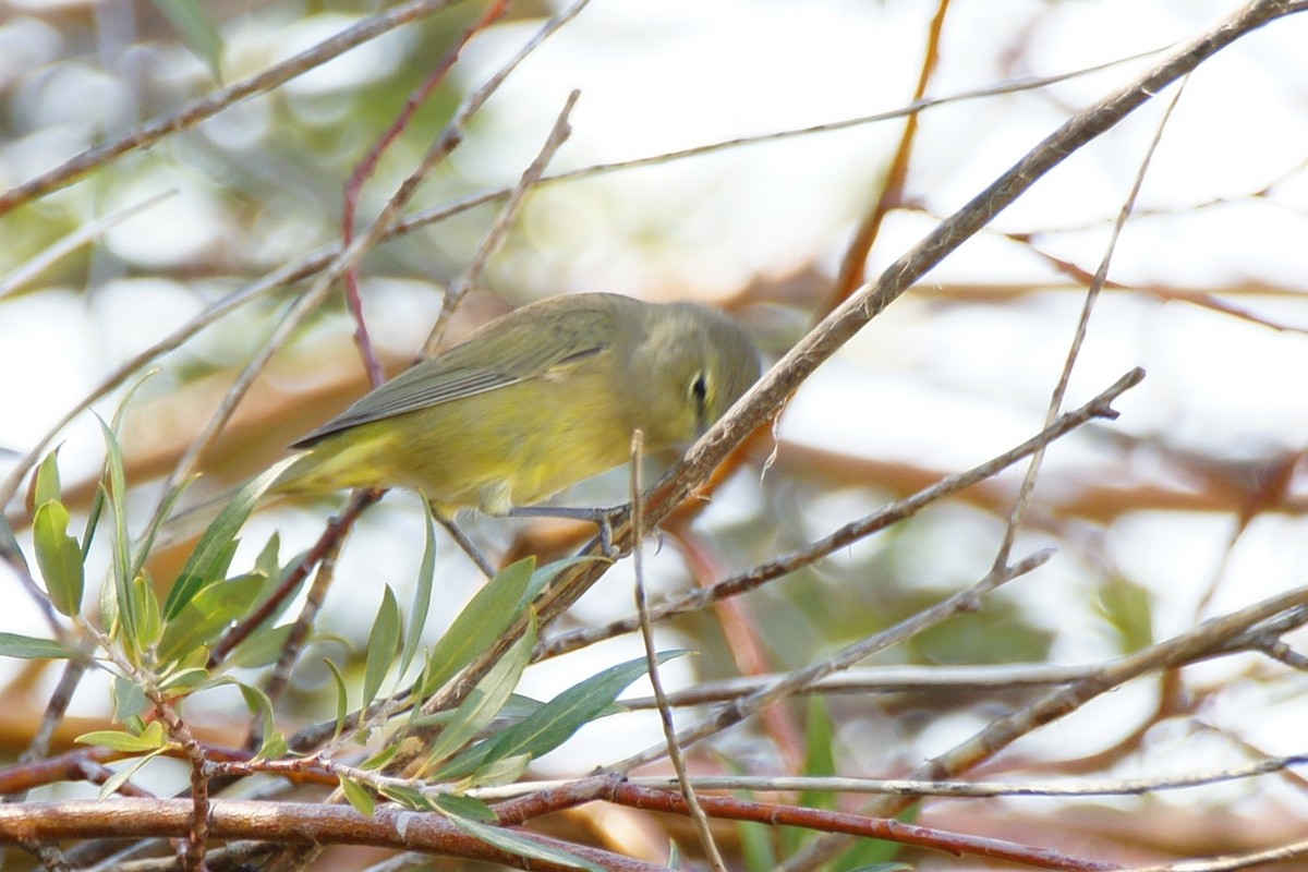 Orange-crowned Warbler - ML623221912