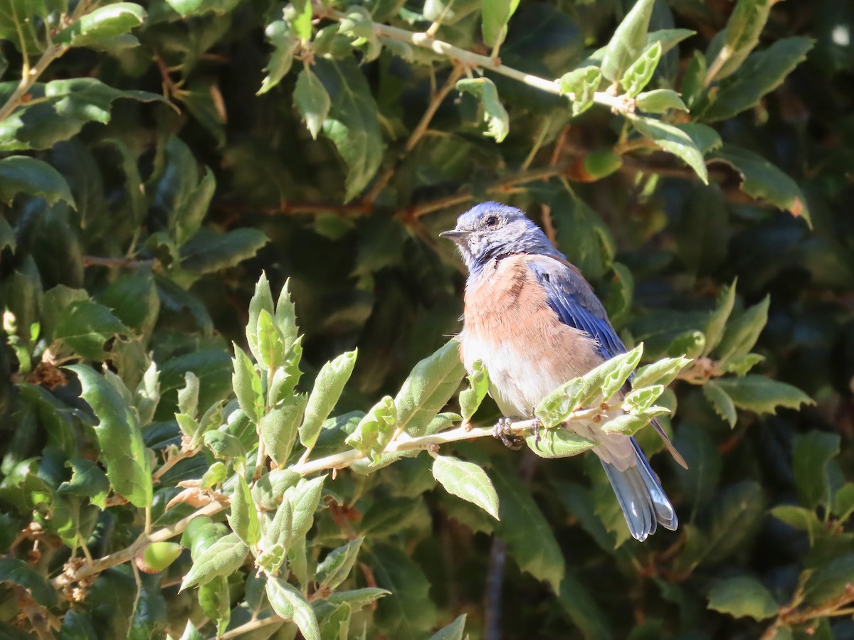 Western Bluebird - ML623221935