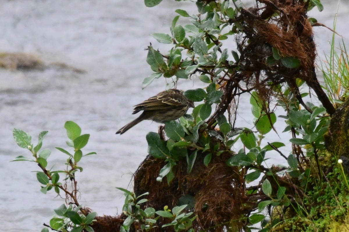 Redwing - ML623221956