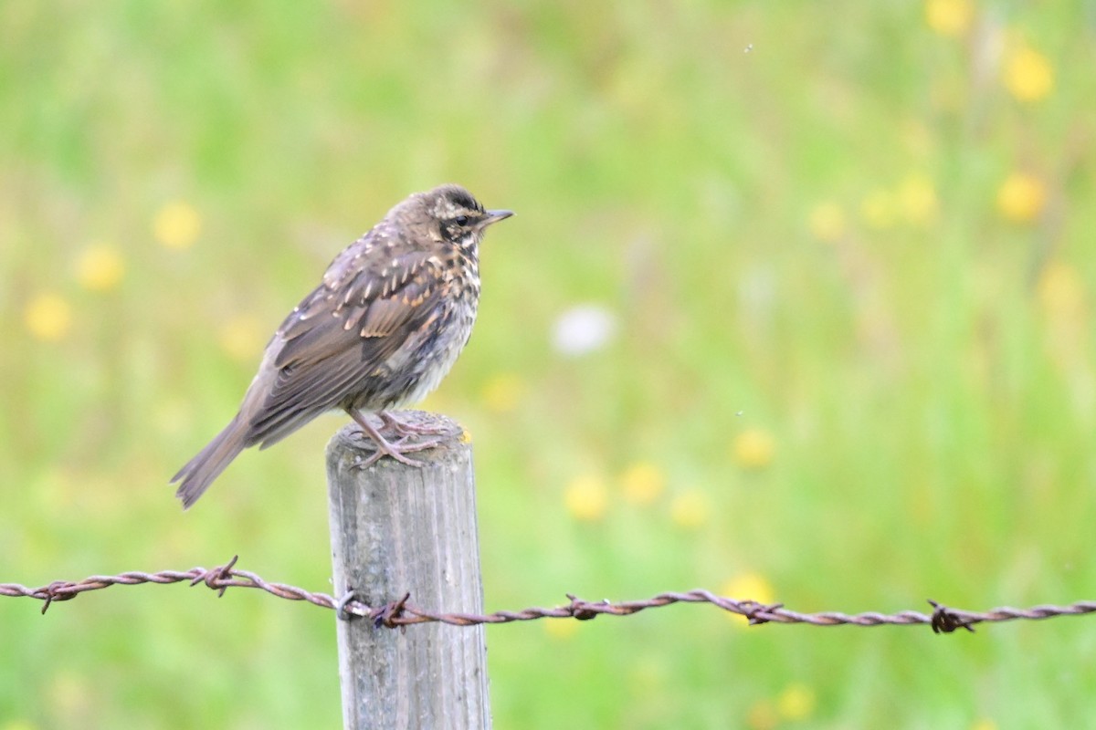 Redwing - ML623221958