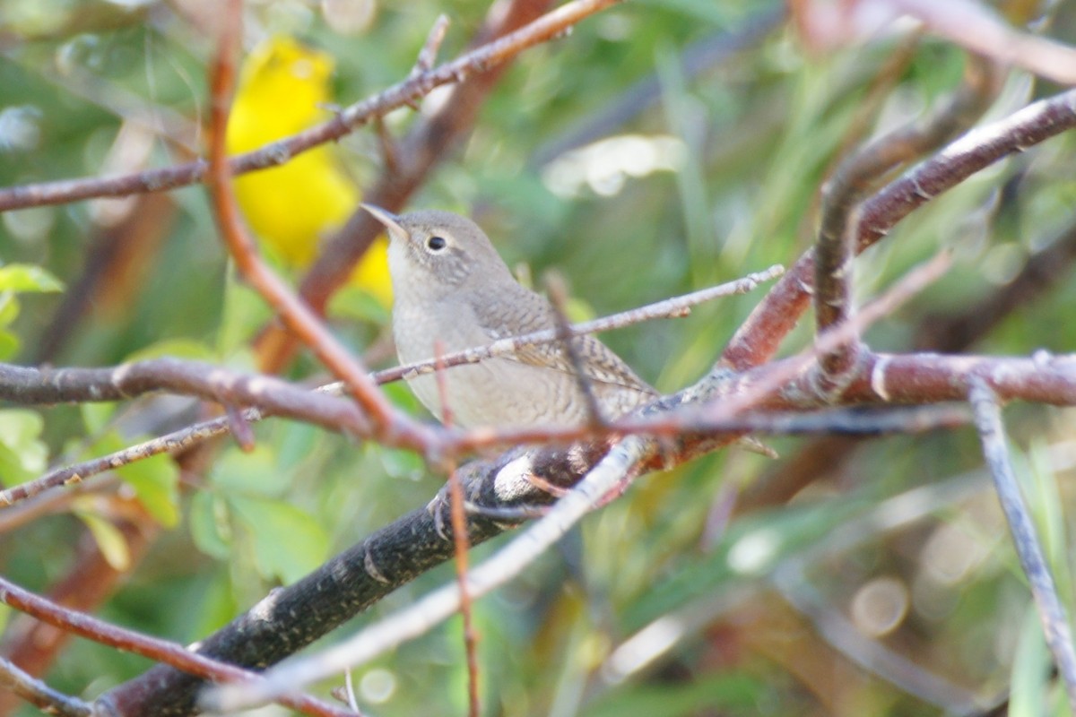 House Wren - B E