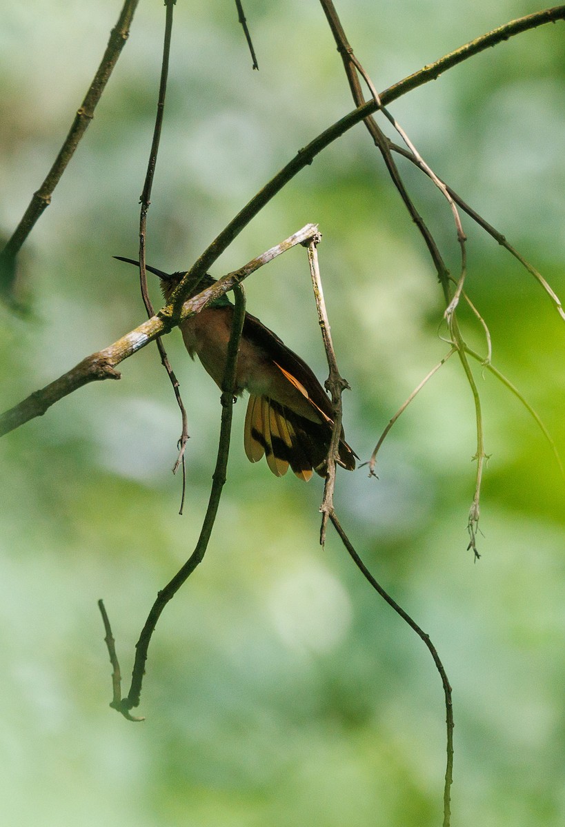 Rufous Sabrewing - Ricky Perez Leon