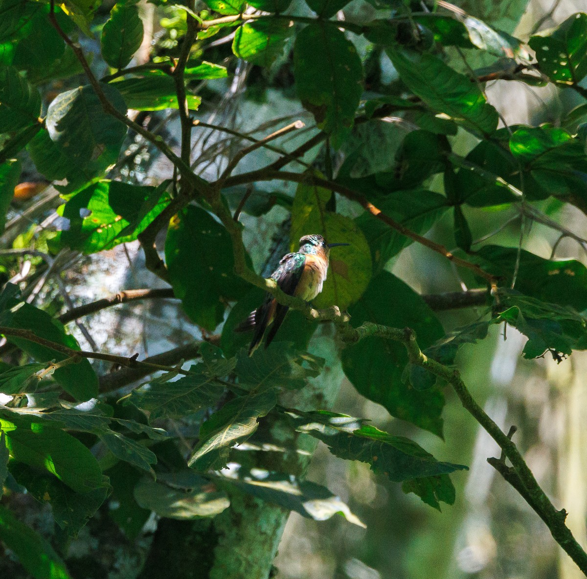 Rufous Sabrewing - ML623221968