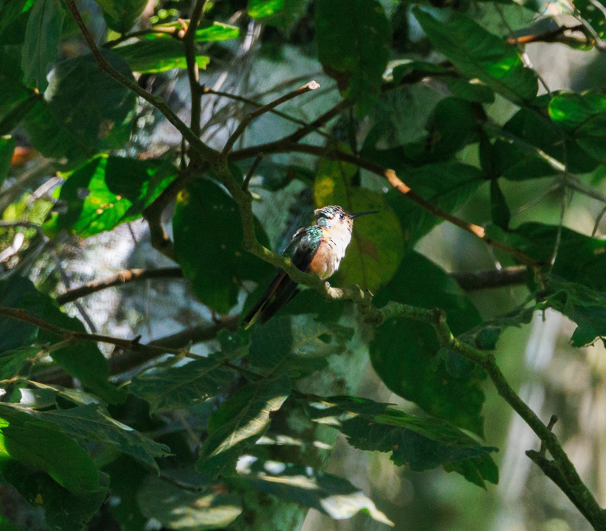 Rufous Sabrewing - ML623221969