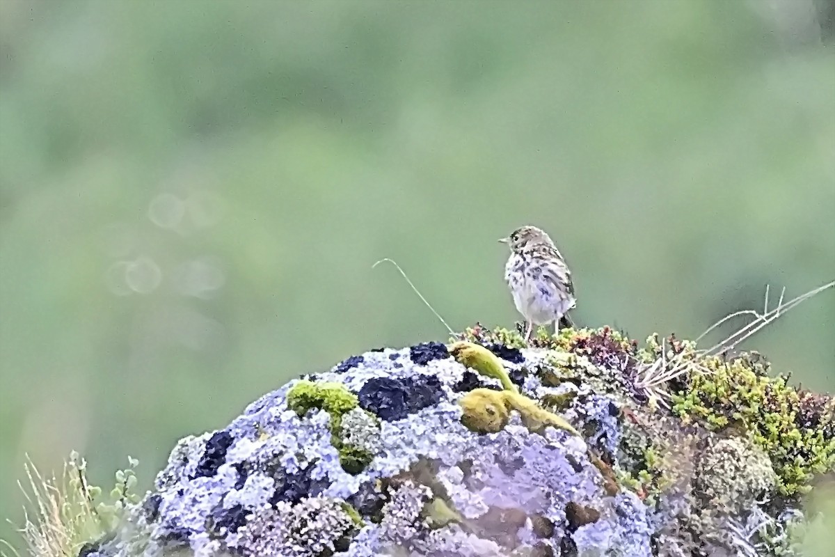 Meadow Pipit - ML623221975