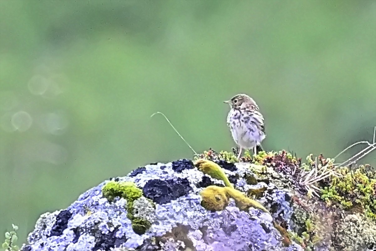 Meadow Pipit - ML623221976