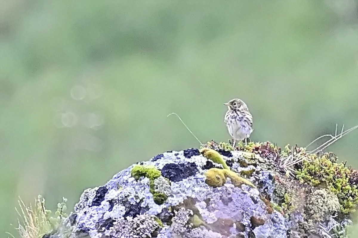 Meadow Pipit - ML623221977