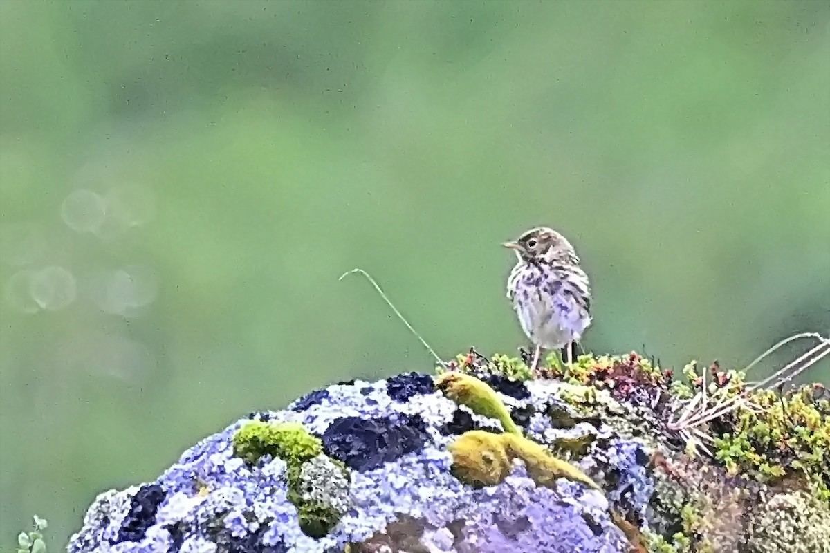 Meadow Pipit - ML623221978