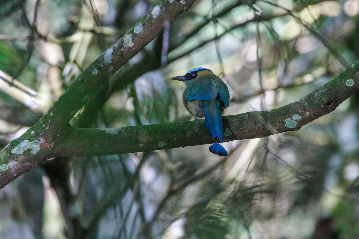 Lesson's Motmot - ML623221979