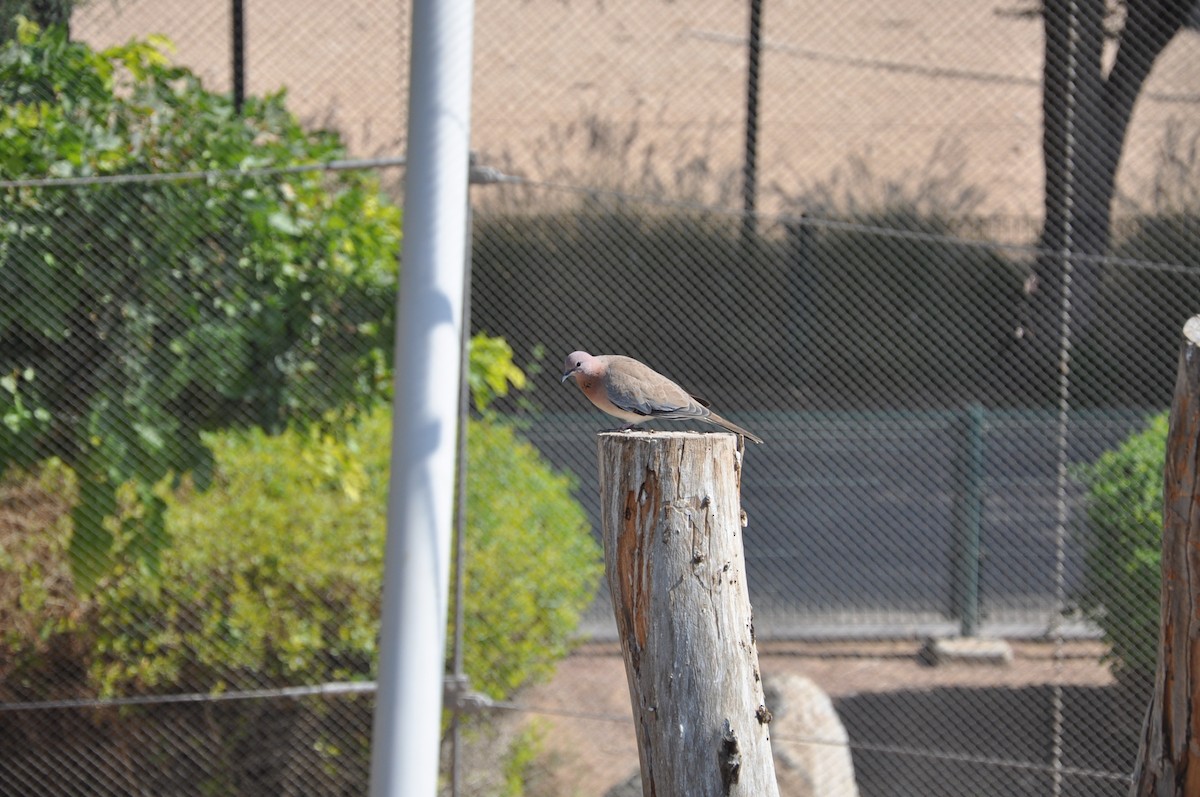 Laughing Dove - ML623221988