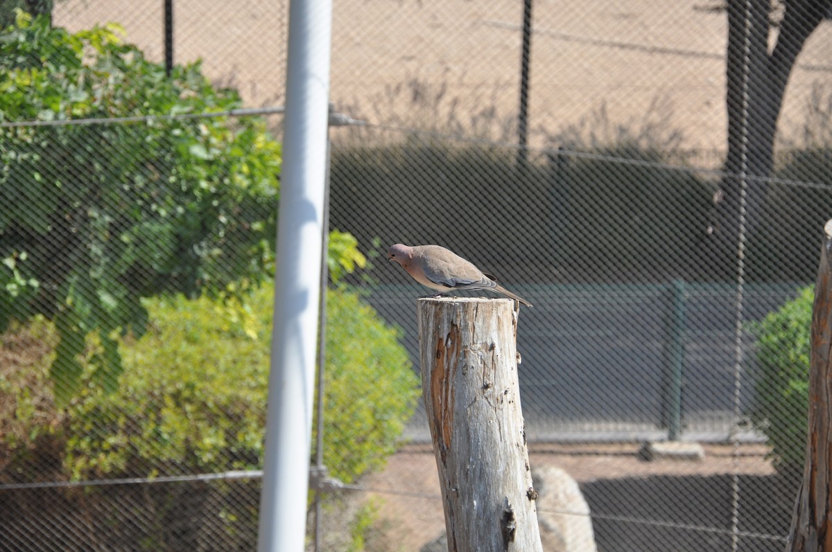 Laughing Dove - ML623221989