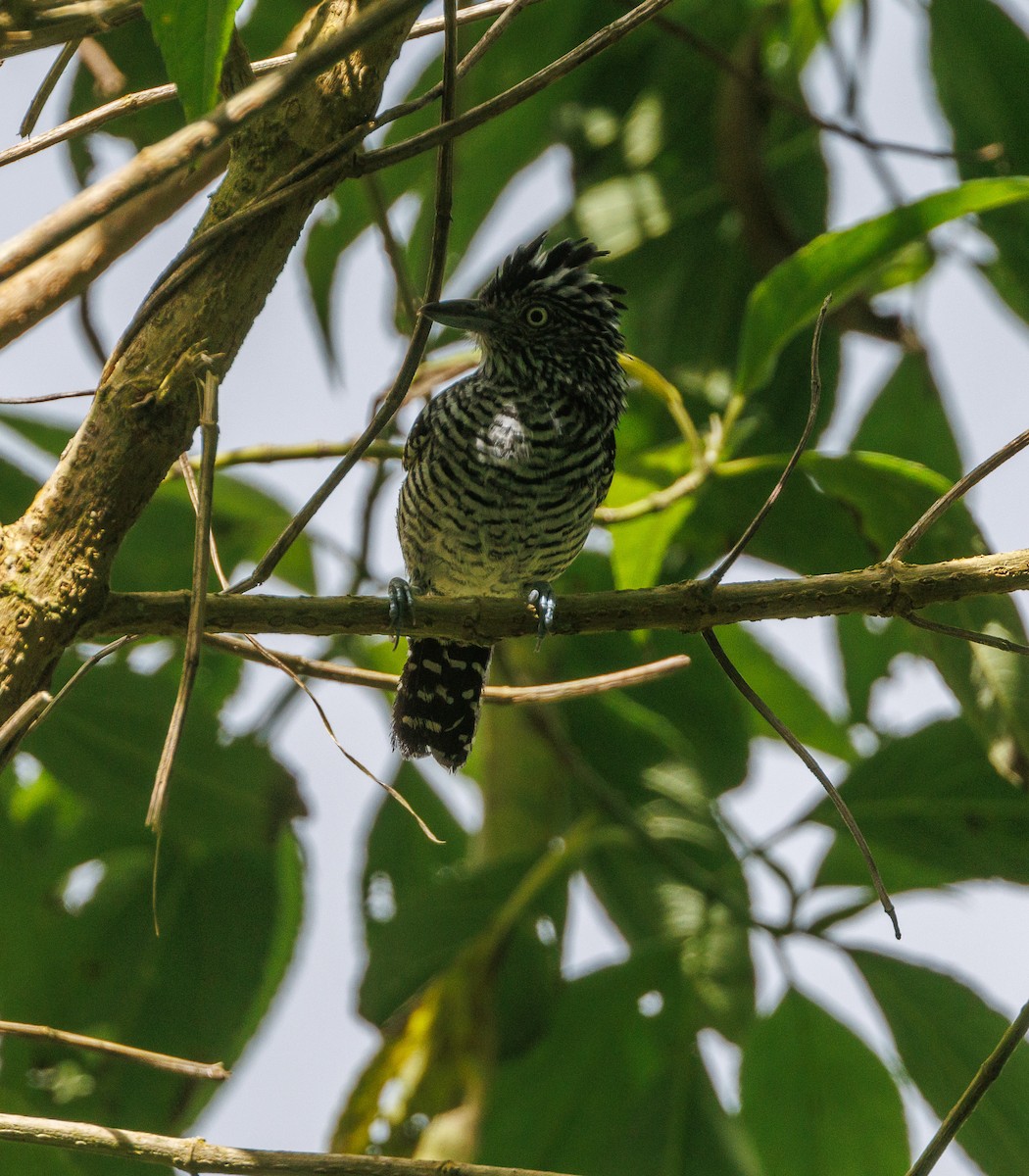 Barred Antshrike - ML623221993