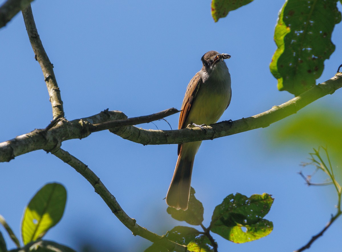 Dusky-capped Flycatcher - ML623221998