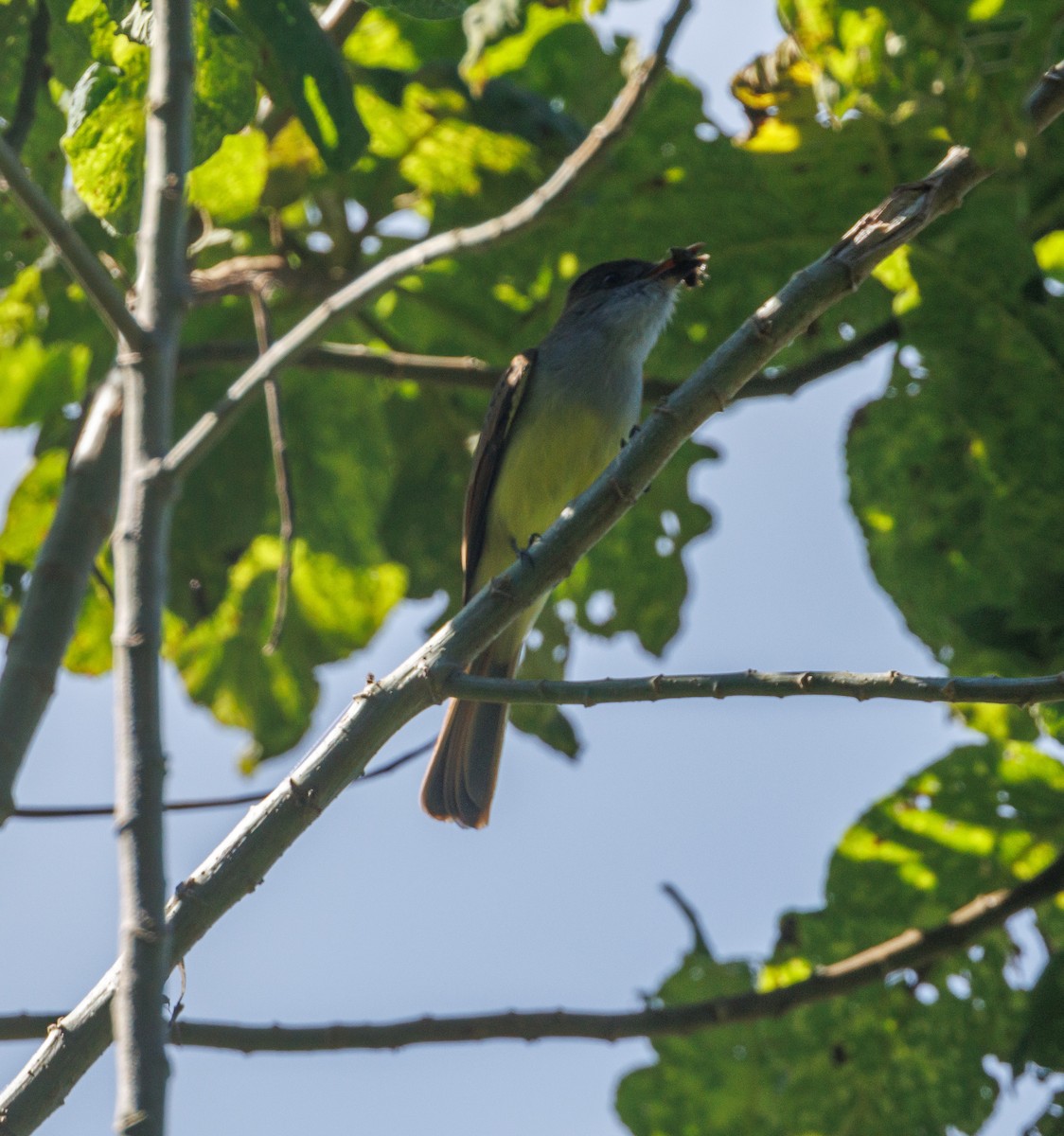 Dusky-capped Flycatcher - ML623221999