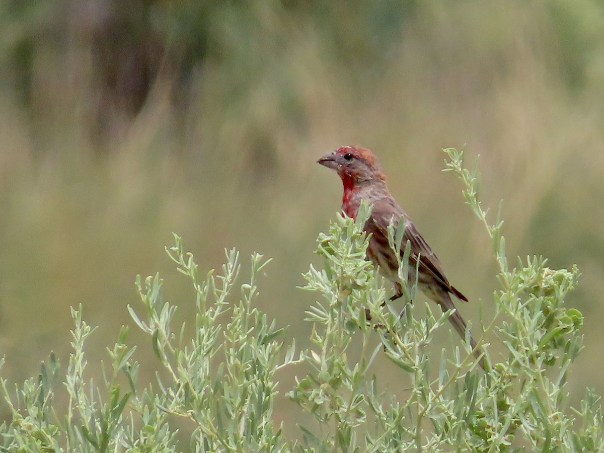 House Finch - ML623222011