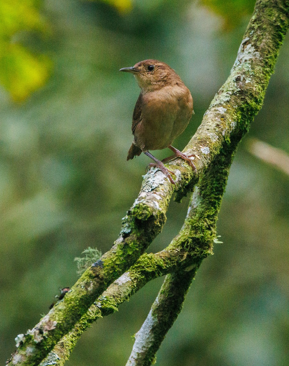 House Wren - ML623222014