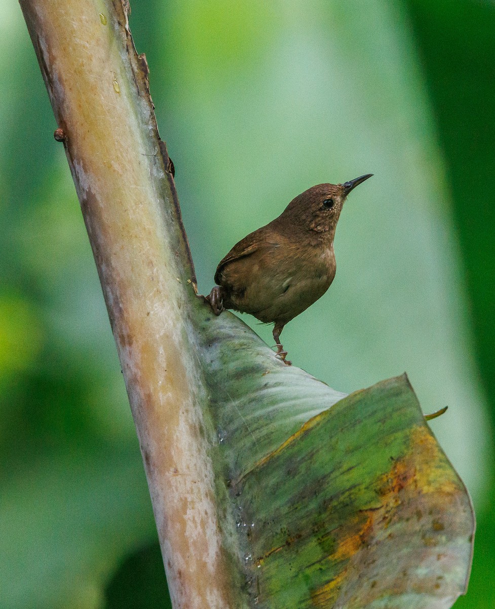 House Wren - ML623222015