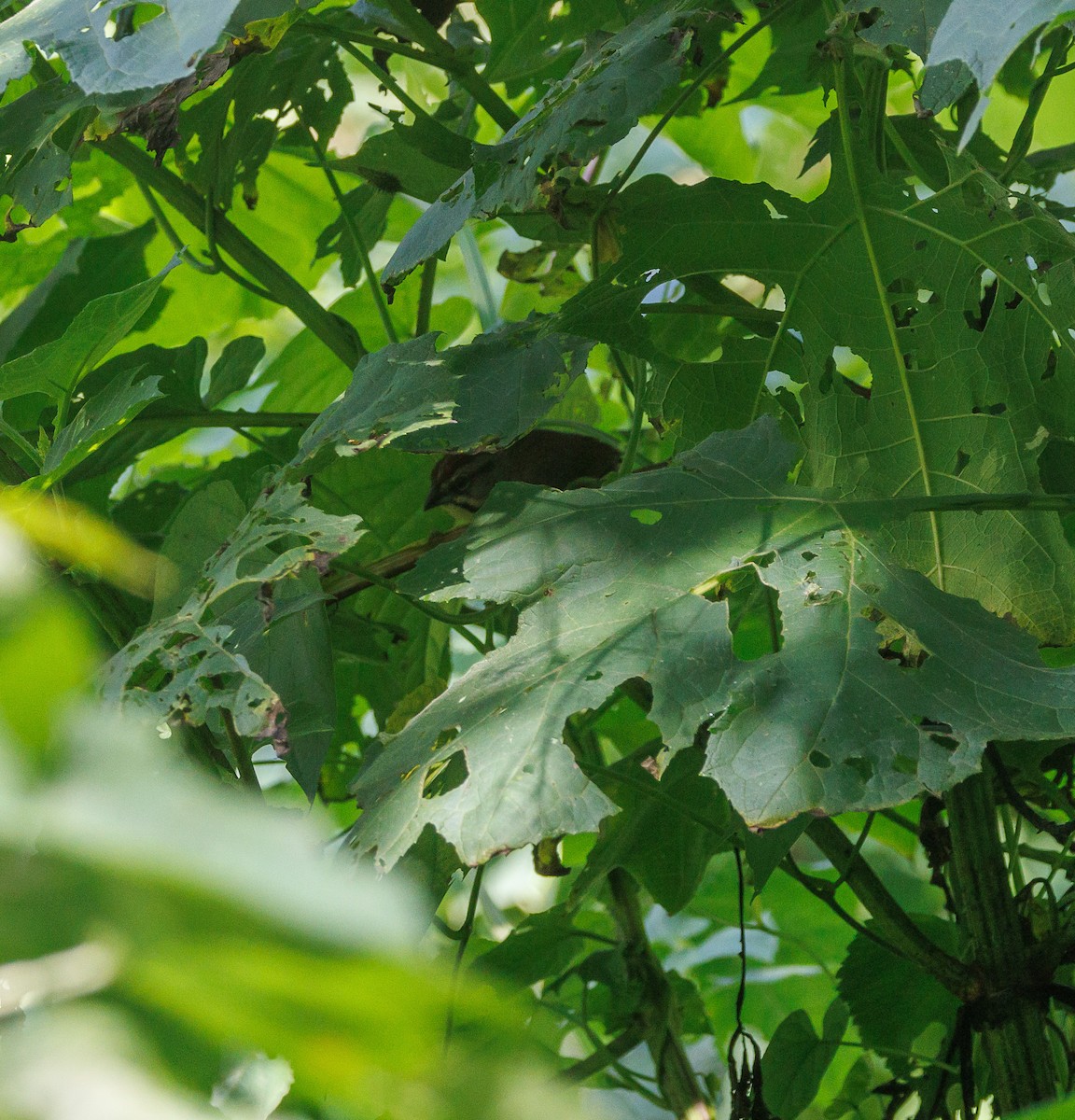 Rusty Sparrow - ML623222030