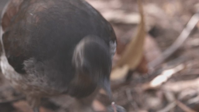 Superb Lyrebird - ML623222036