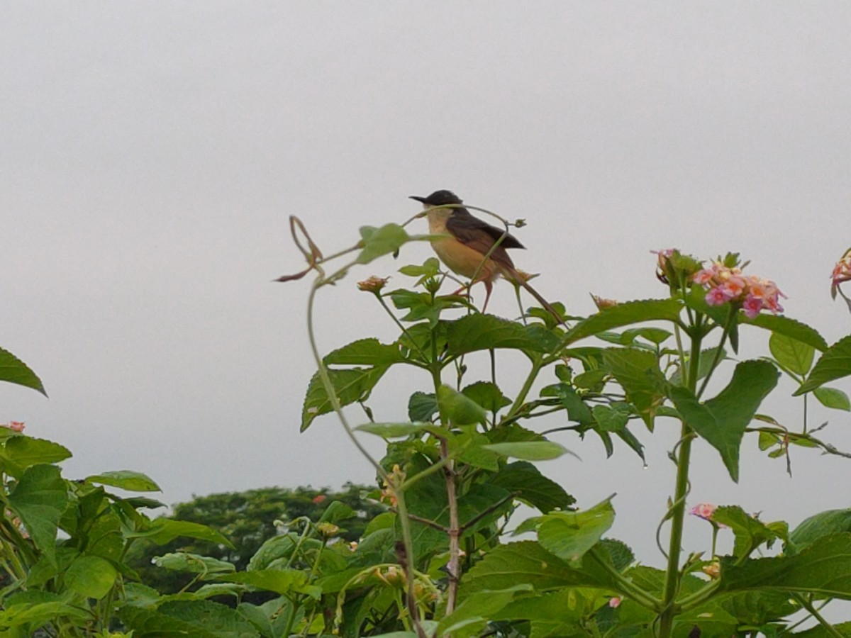 Ashy Prinia - ML623222040