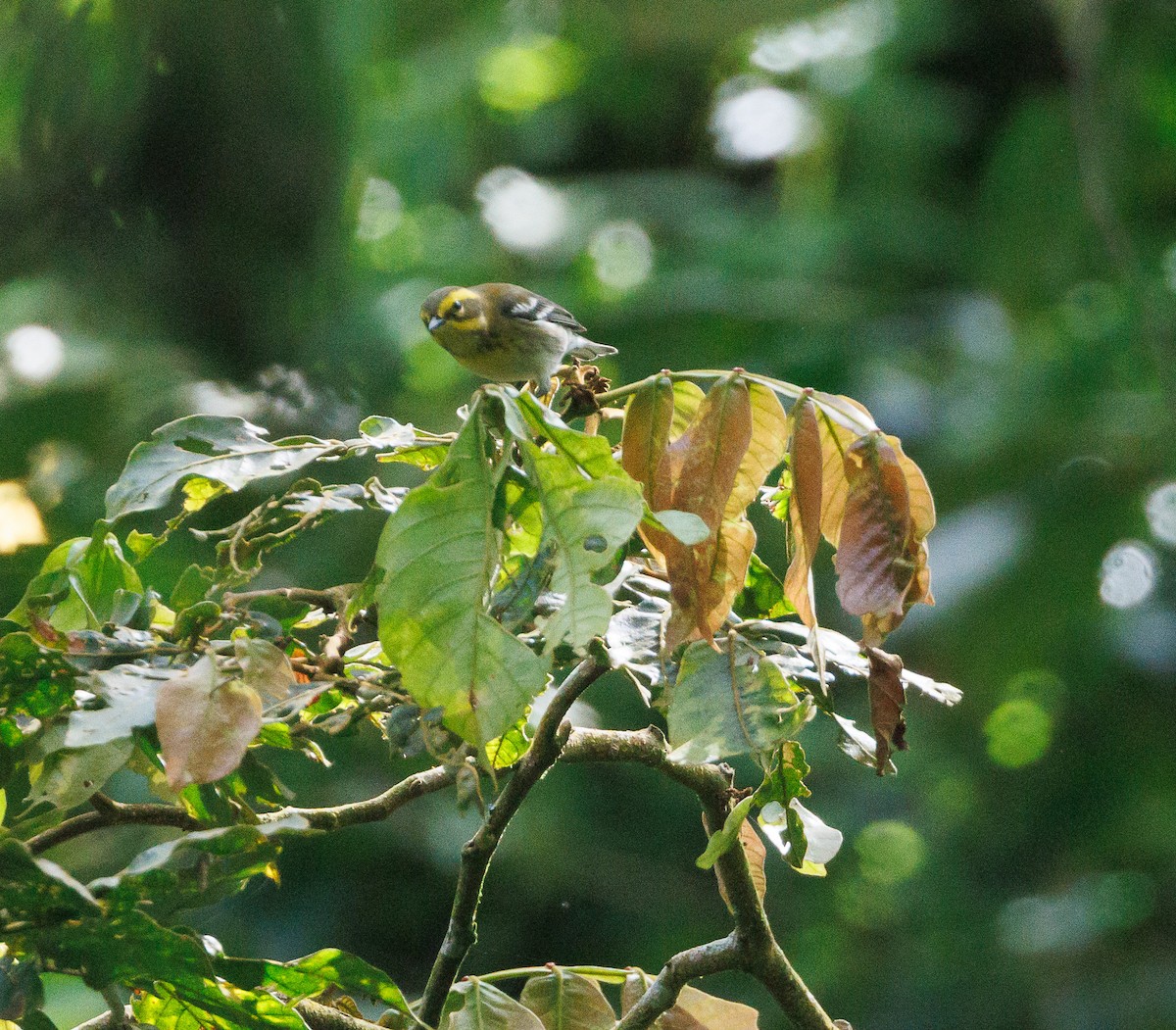 Townsend's Warbler - ML623222045