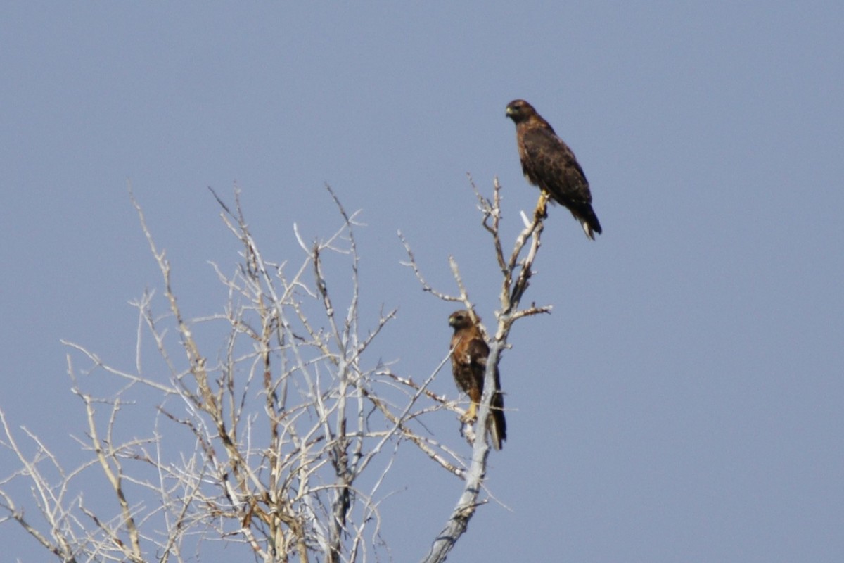 Swainson's Hawk - ML623222046