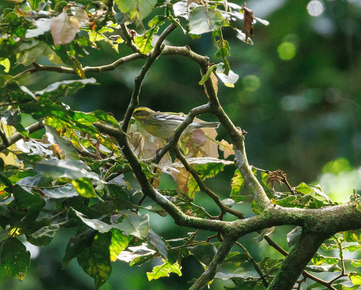 Townsend's Warbler - ML623222048