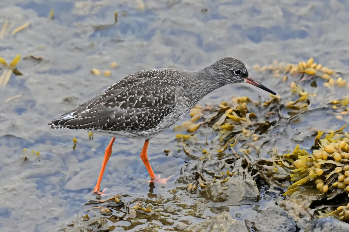 Common Redshank - James Cosgrove