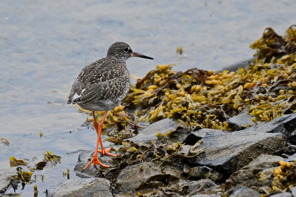 Common Redshank - ML623222062