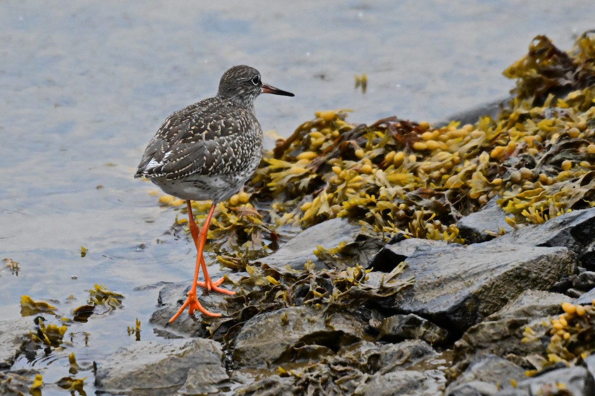 Common Redshank - ML623222063