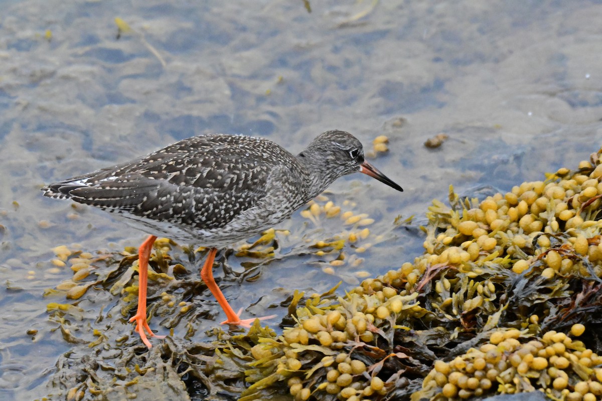 Common Redshank - ML623222064