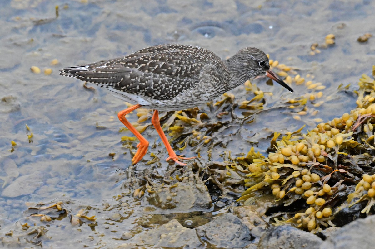 Common Redshank - ML623222065