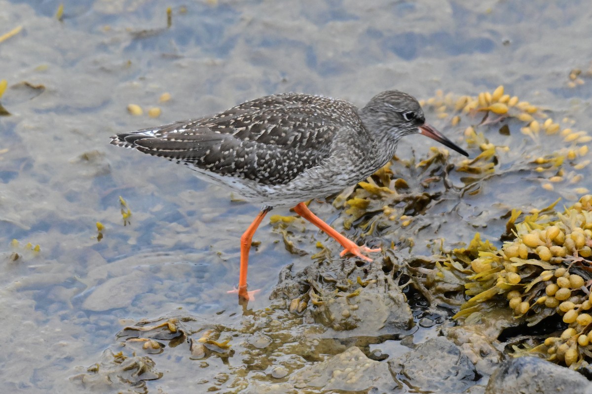 Common Redshank - ML623222067