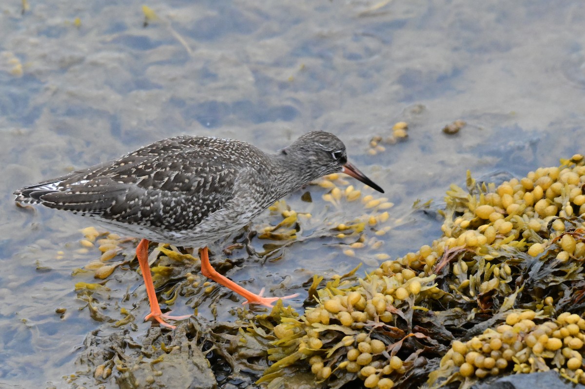 Common Redshank - ML623222068